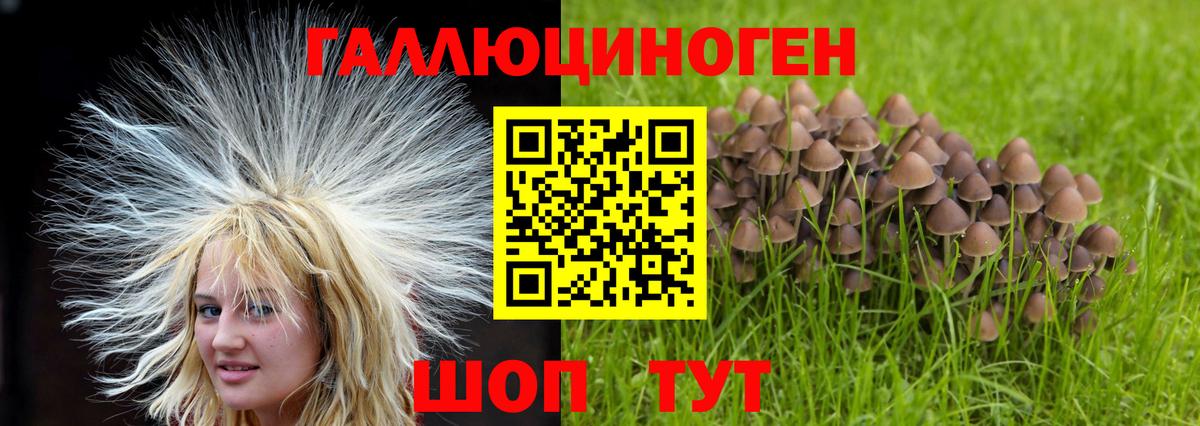 Галлюциногенные грибы MAGIC MUSHROOMS  Галлюциногенные грибы MAGIC MUSHROOMS  купить наркотики цена  Гатчина 
